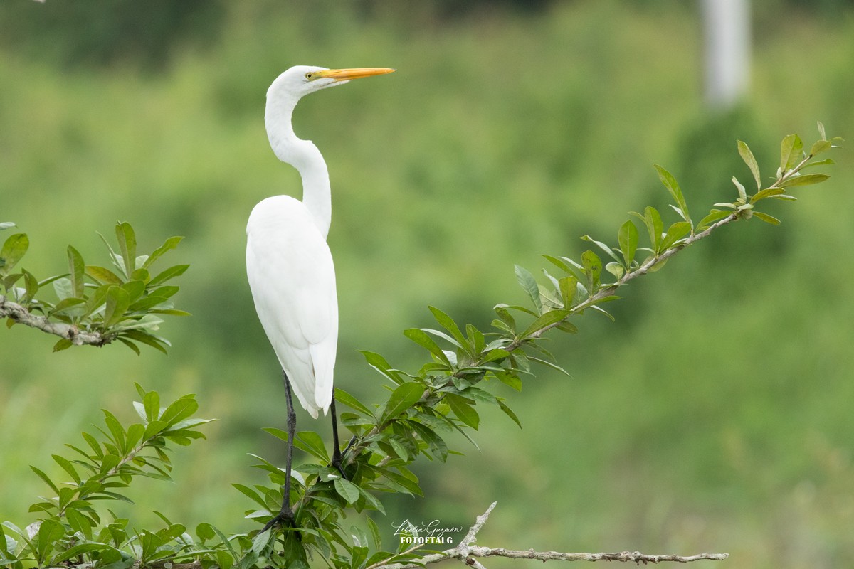 Great Egret - ML623623506