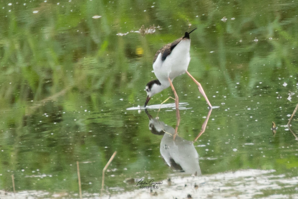 Black-necked Stilt - ML623623526