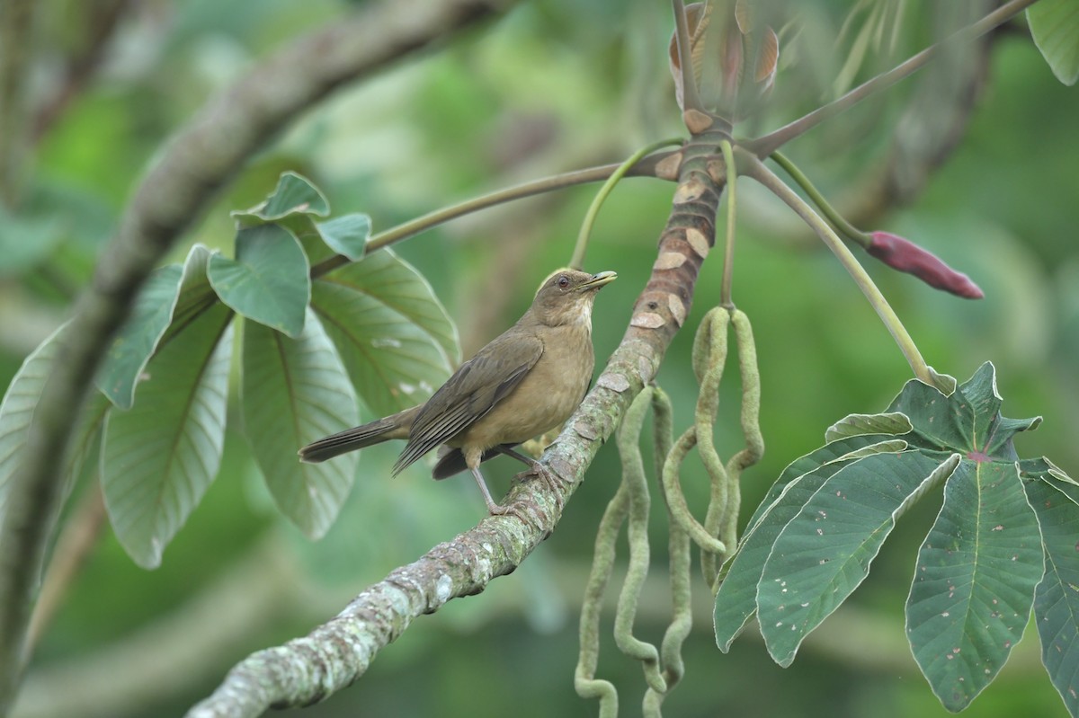 Clay-colored Thrush - ML623623529