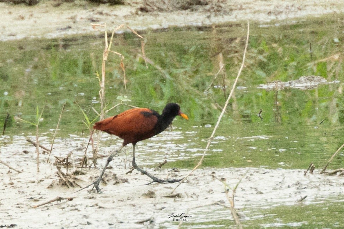 Wattled Jacana - ML623623531