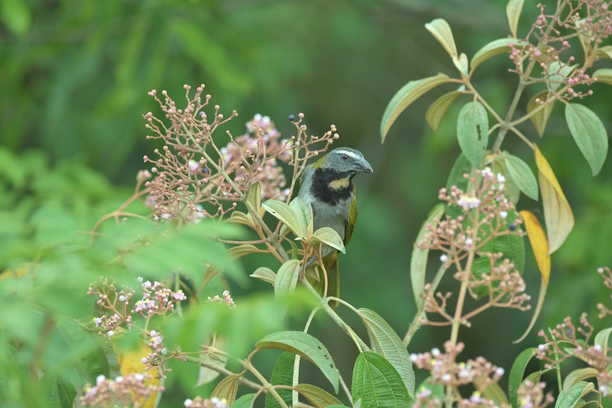 Buff-throated Saltator - ML623623533