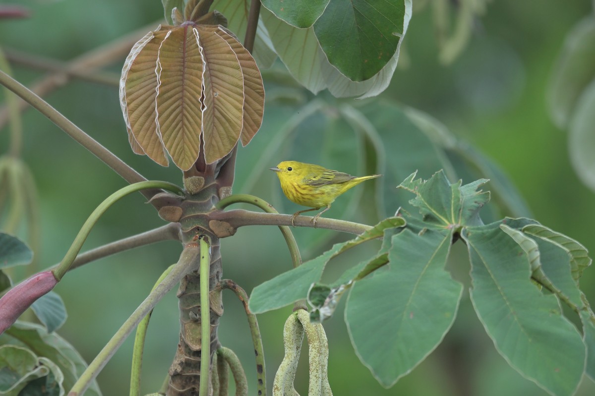 Yellow Warbler - ML623623536