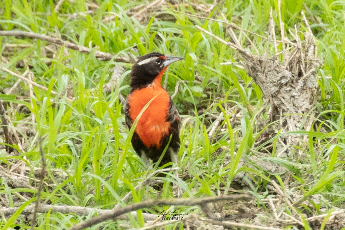 Peruvian Meadowlark - ML623623537