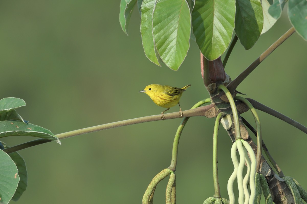 Yellow Warbler - ML623623538