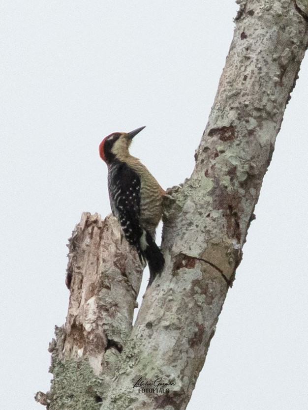 Black-cheeked Woodpecker - ML623623541