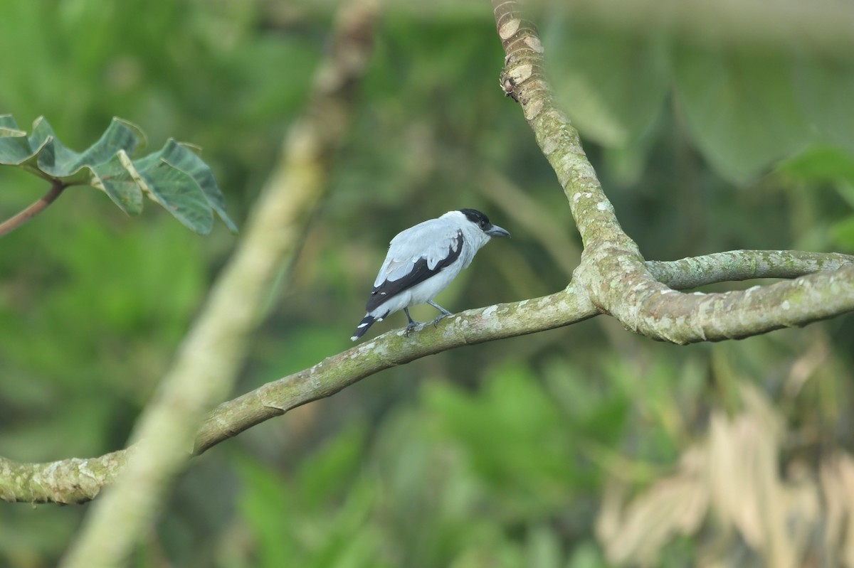 Black-crowned Tityra - ML623623542