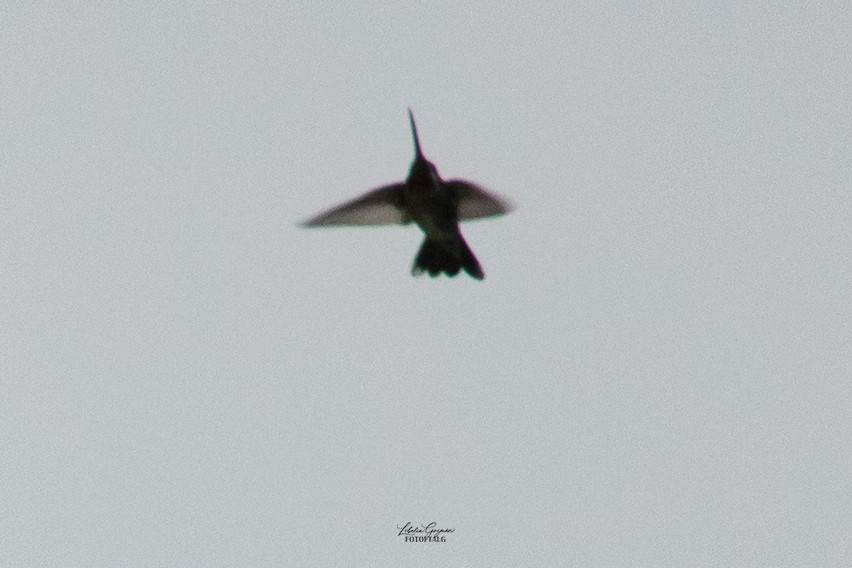 Long-billed Starthroat - Libelia Guzmán