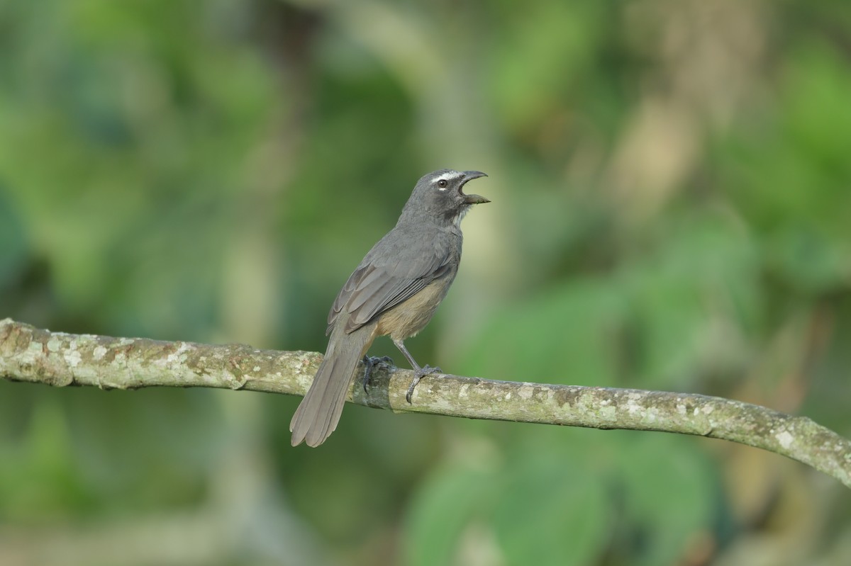 Cinnamon-bellied Saltator - ML623623544