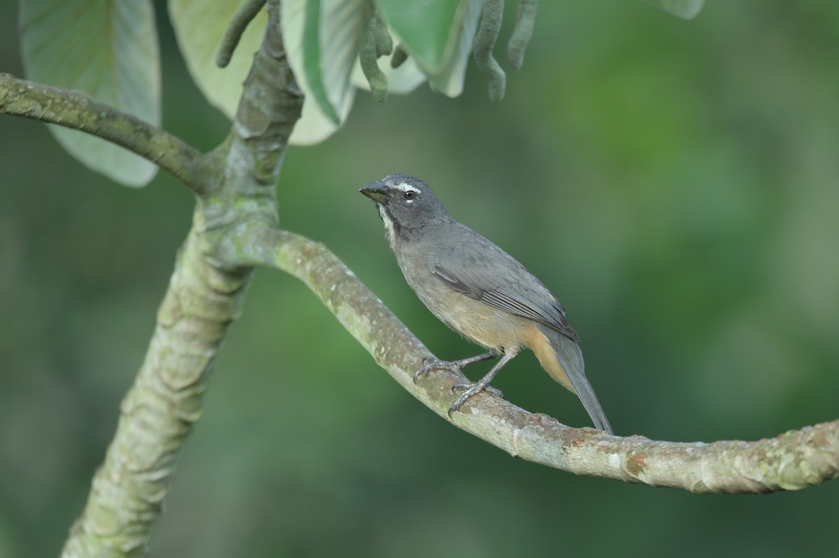 Cinnamon-bellied Saltator - Héctor Moncada