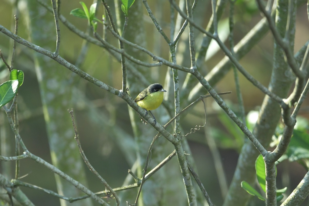 Common Tody-Flycatcher - ML623623557