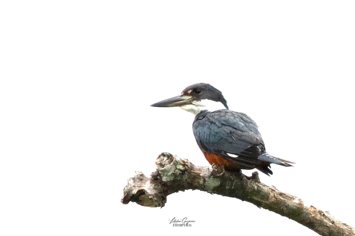 Ringed Kingfisher - ML623623558