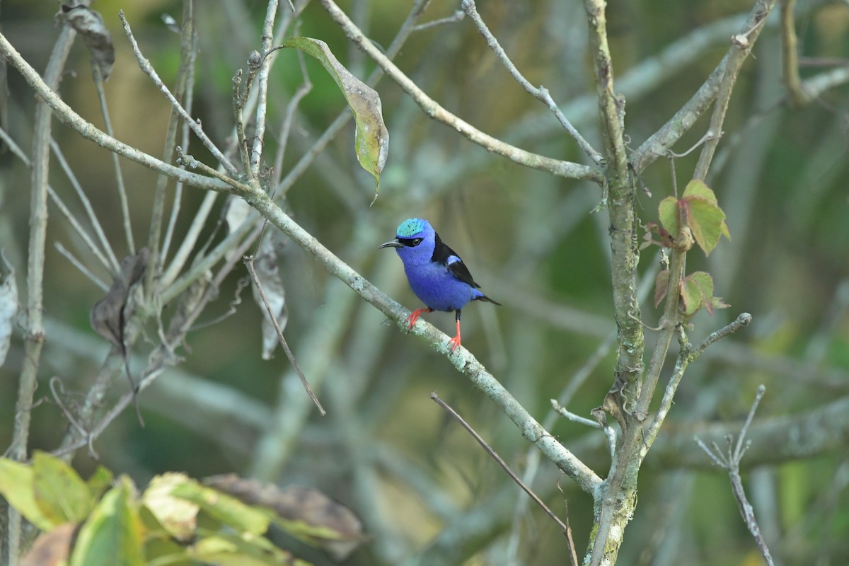 Red-legged Honeycreeper - ML623623575