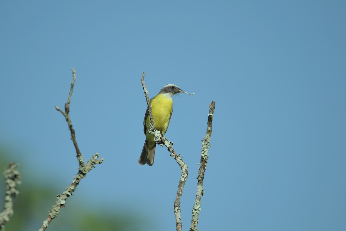 Social Flycatcher - ML623623580