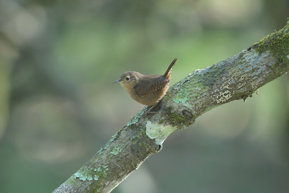 House Wren - ML623623583