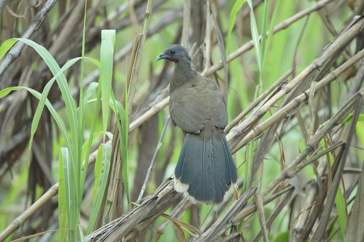 Plain Chachalaca - ML623623587