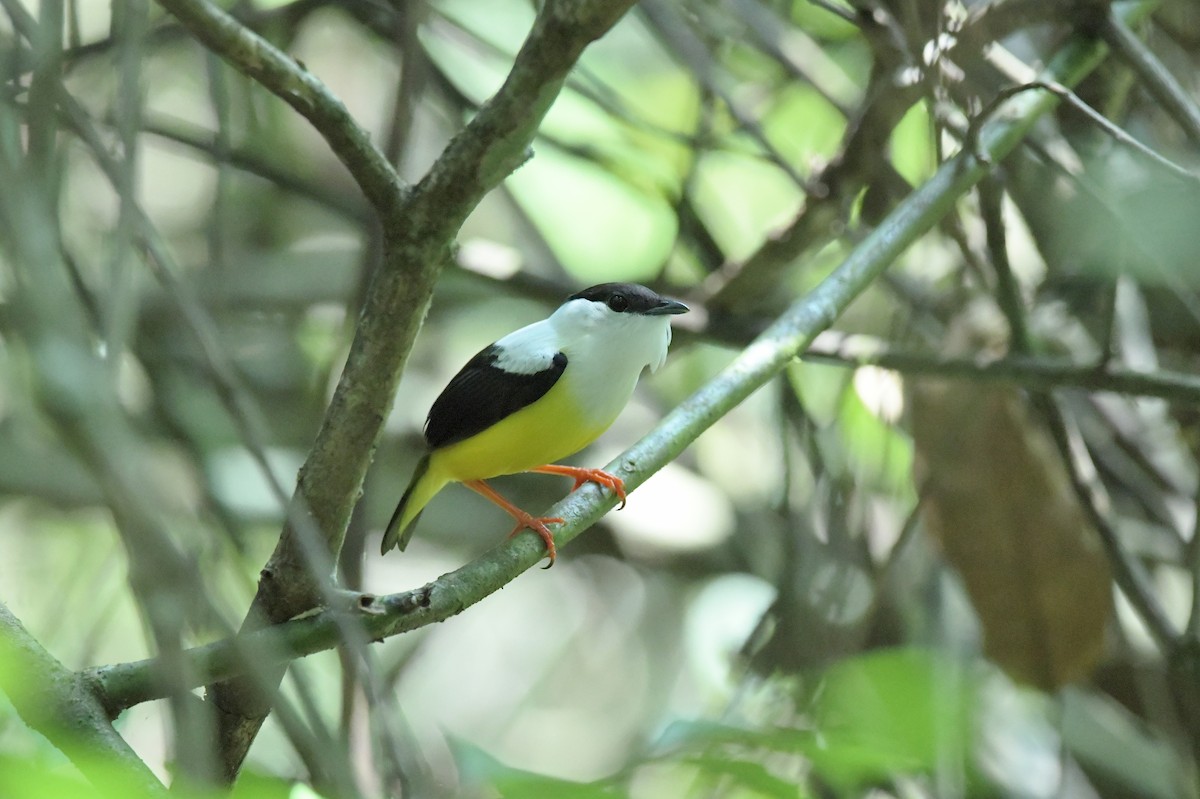 White-collared Manakin - ML623623589