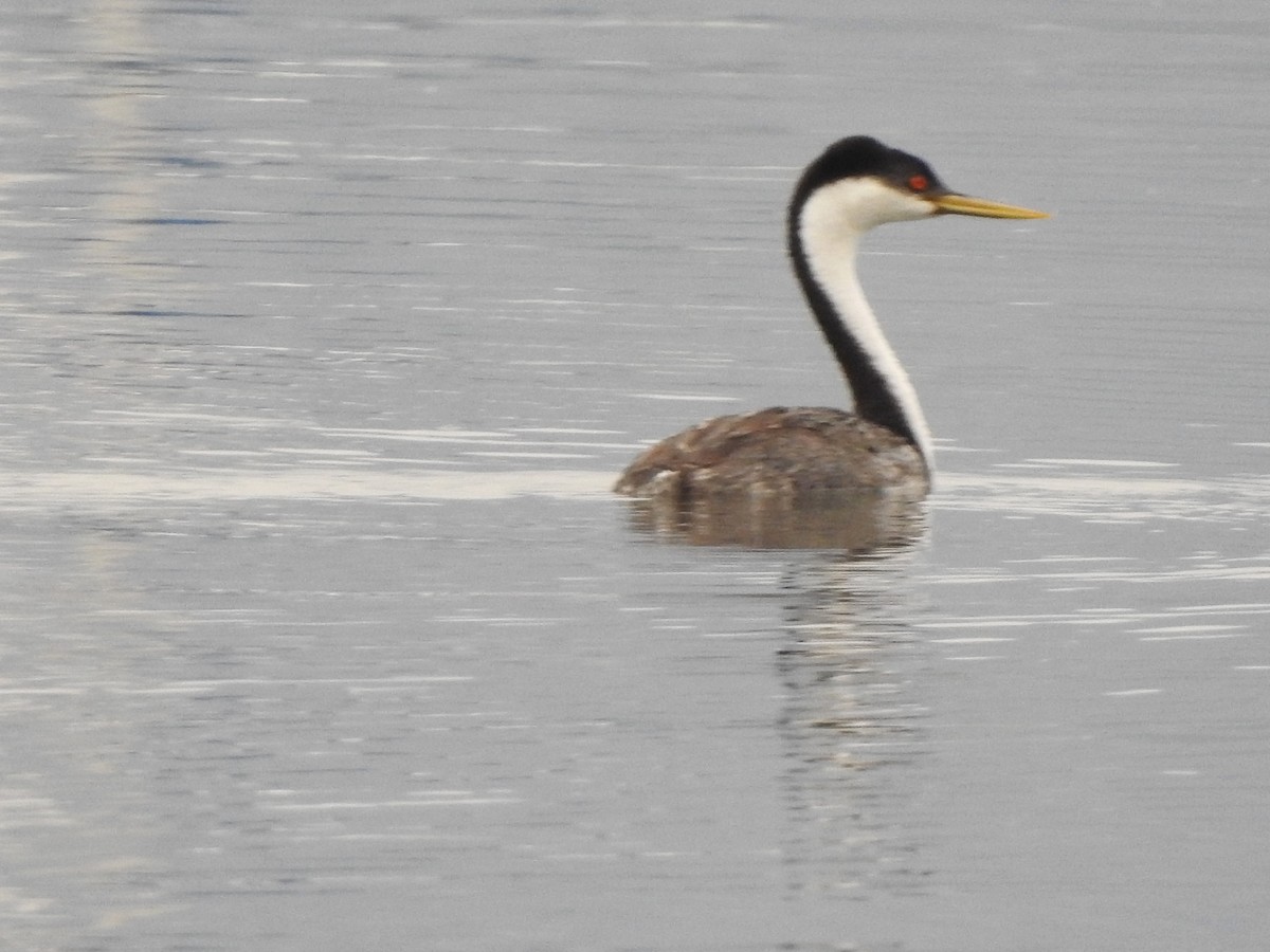 Western Grebe - ML623623607