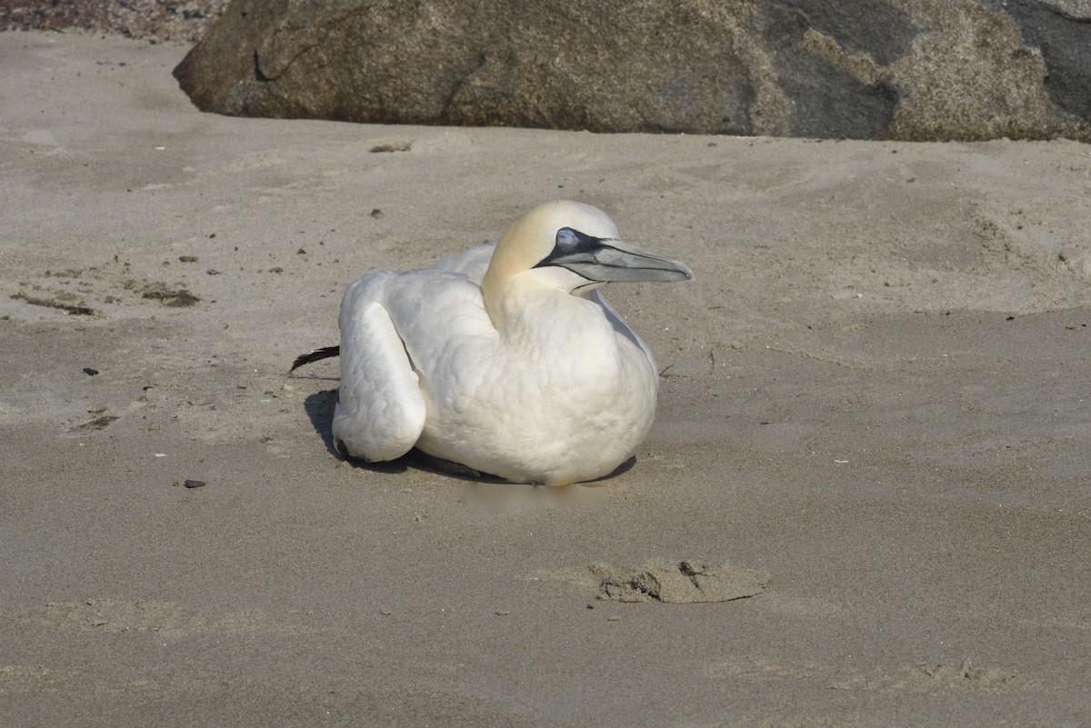Northern Gannet - ML623623660