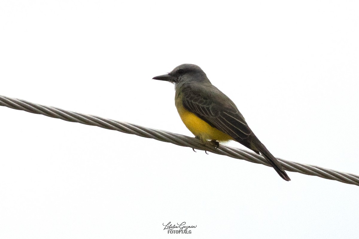 Tropical Kingbird - ML623623684