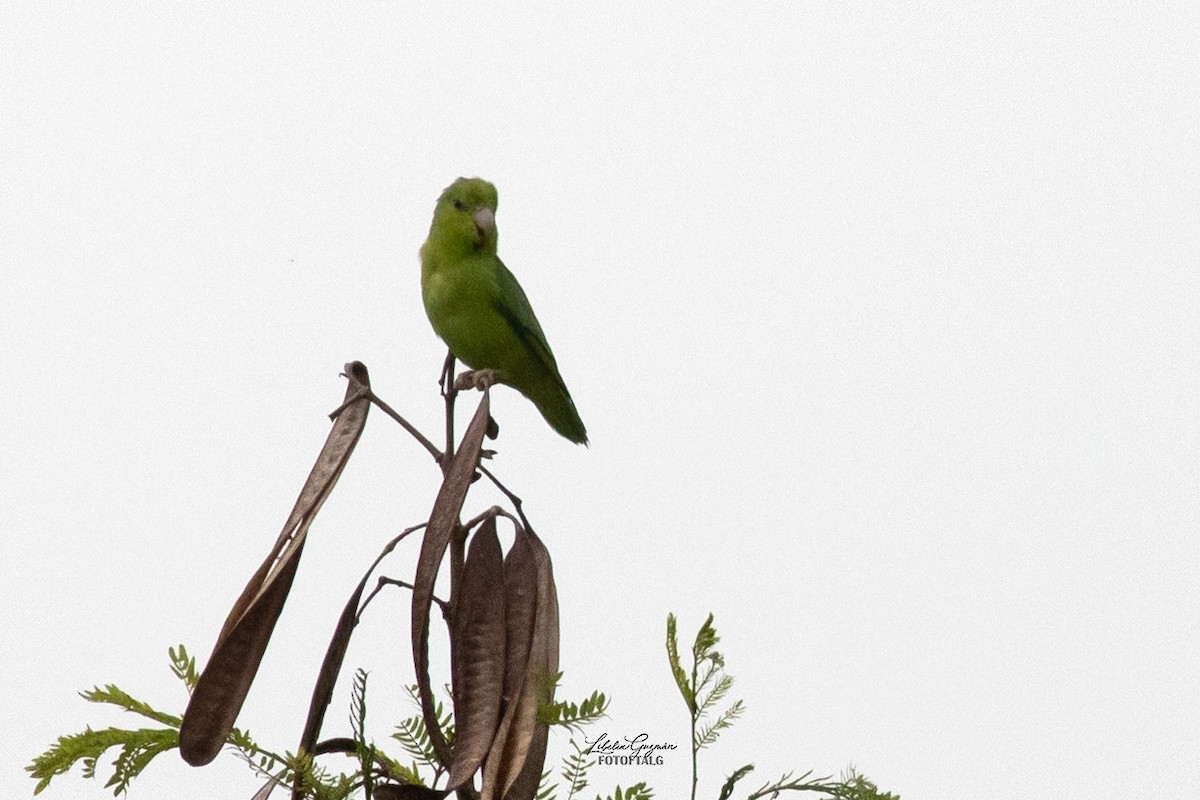 Pacific Parrotlet - ML623623693