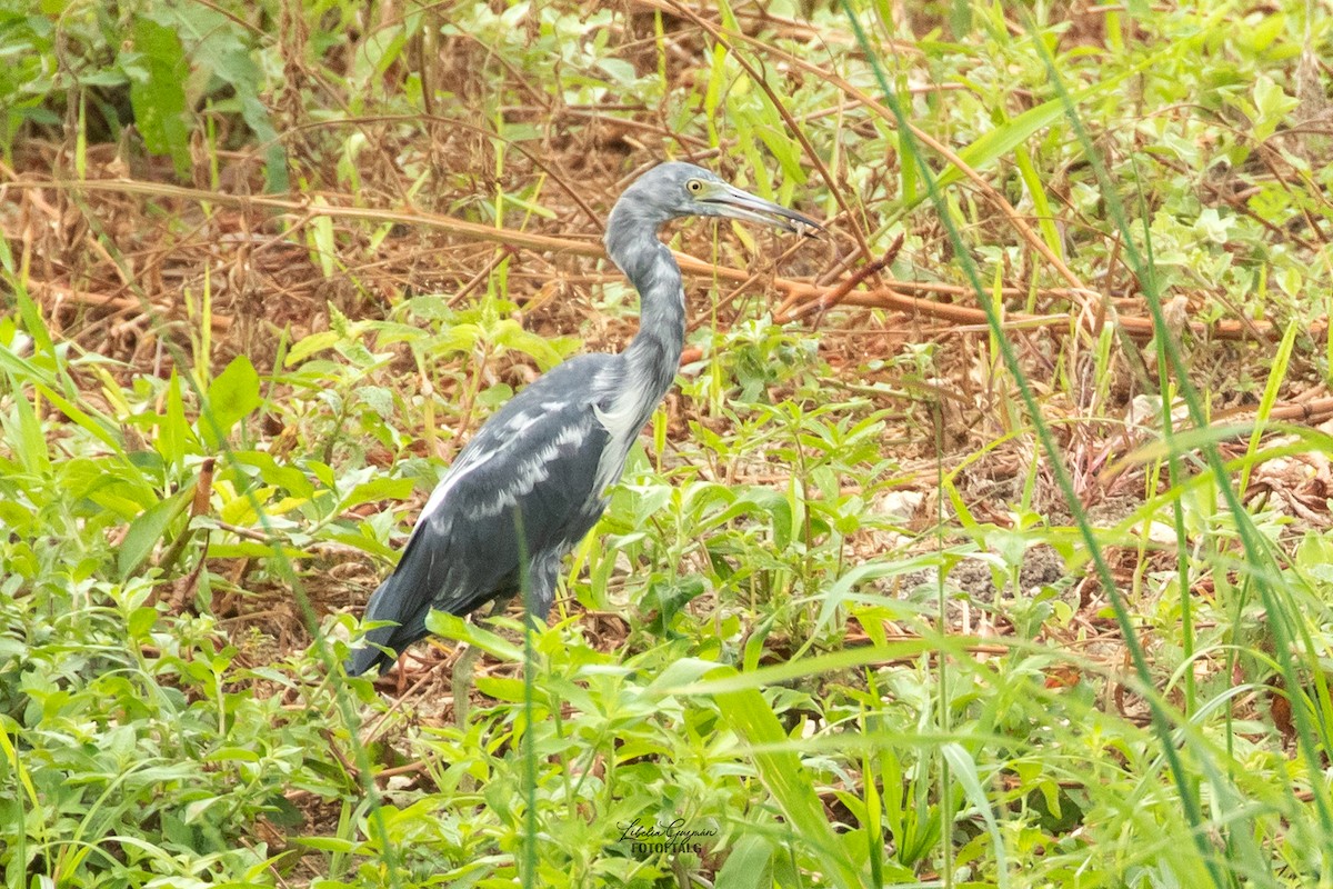 Little Blue Heron - ML623623695