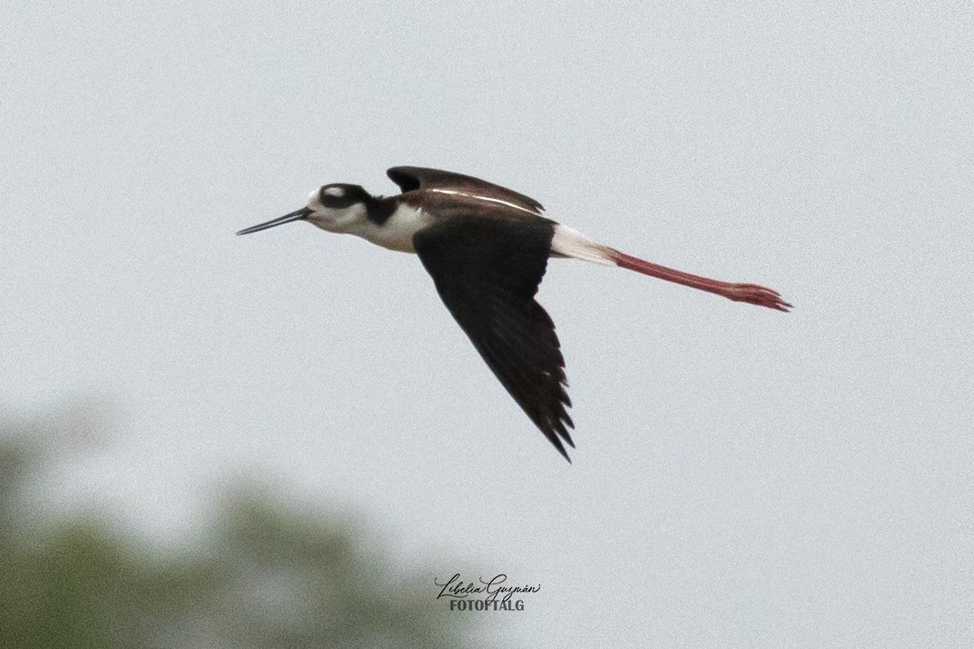 Black-necked Stilt - ML623623696