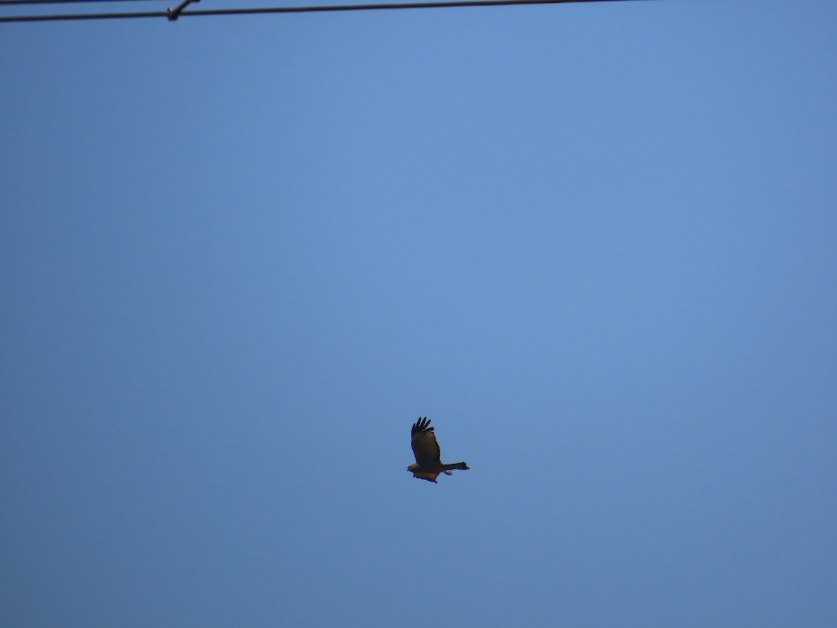 Spotted Harrier - ML623623725