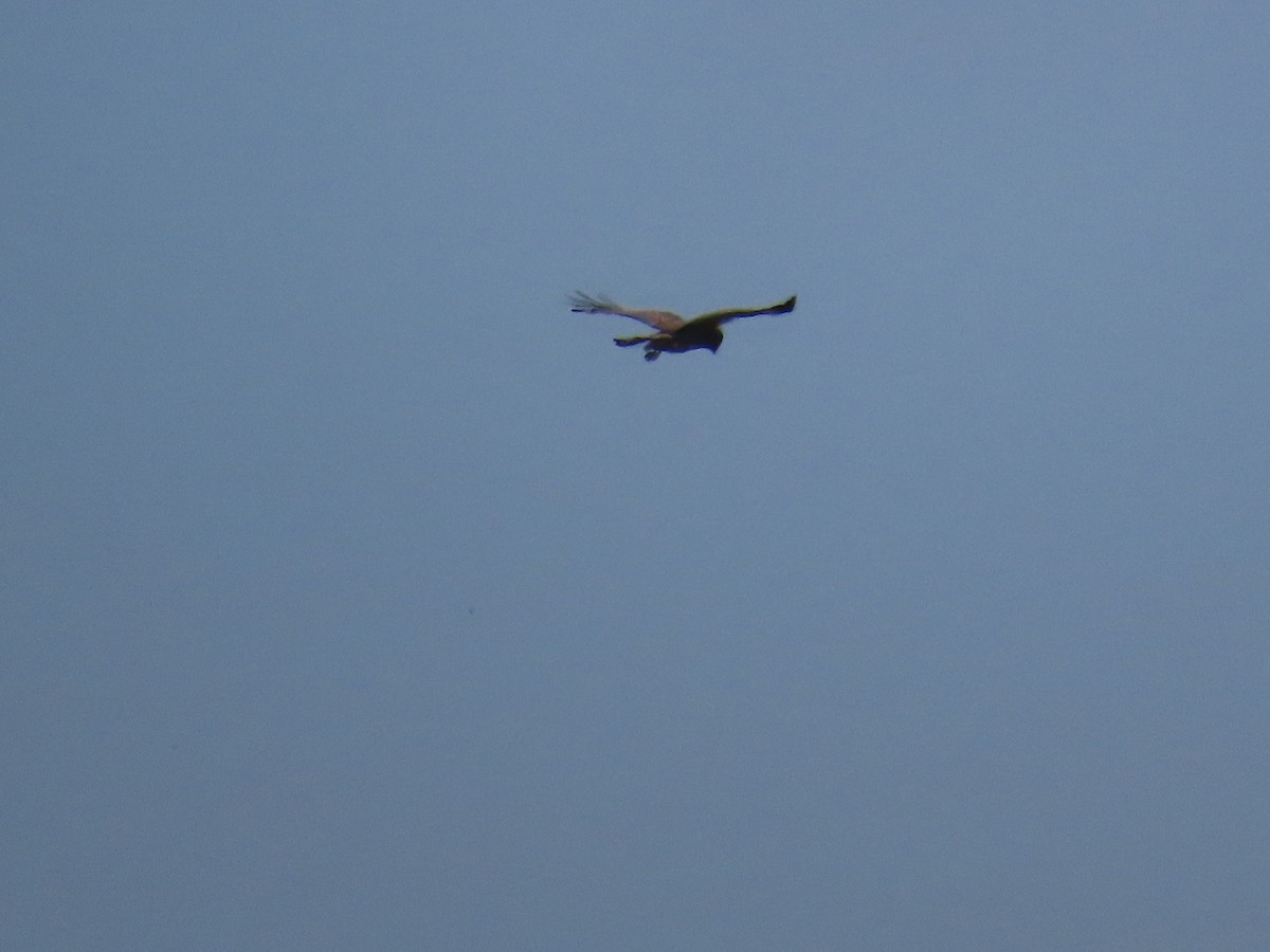 Spotted Harrier - ML623623733