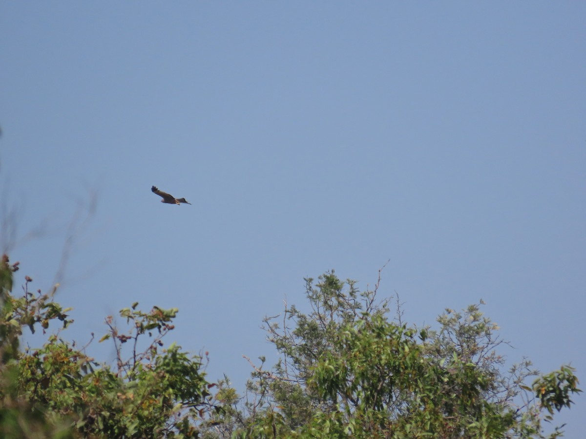 Spotted Harrier - ML623623735