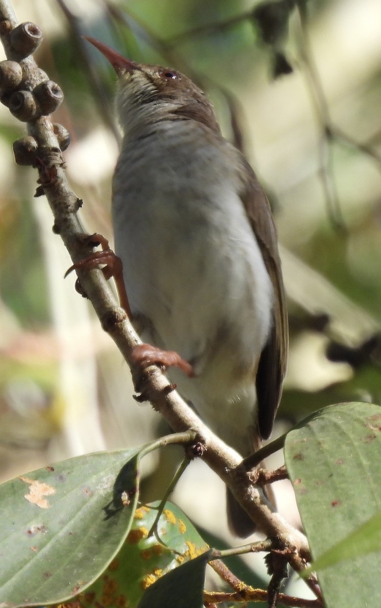 Brown-backed Honeyeater - ML623623794