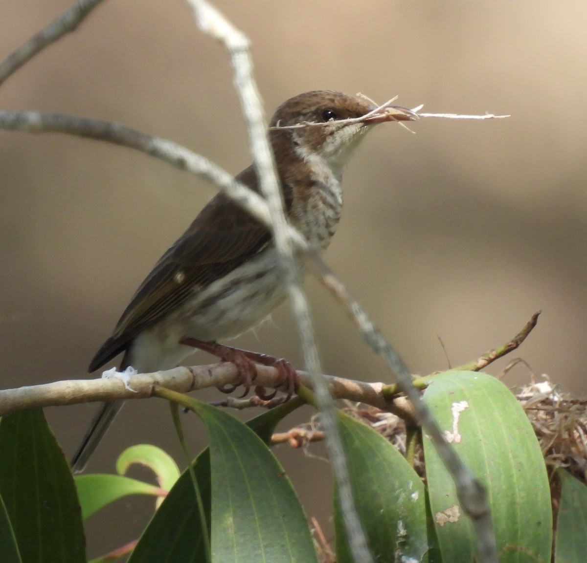 Brown-backed Honeyeater - ML623623823