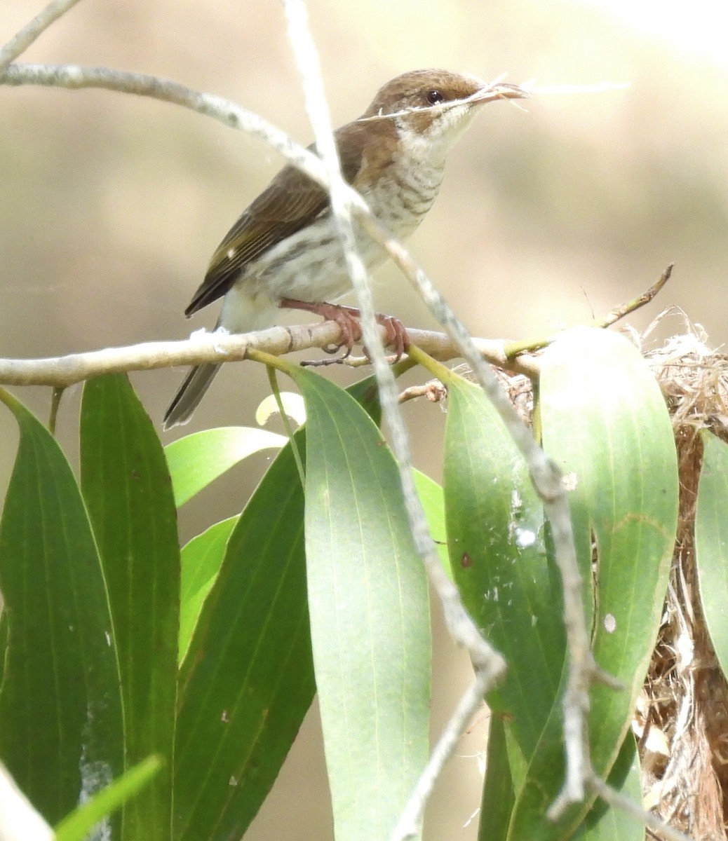 Brown-backed Honeyeater - ML623623829