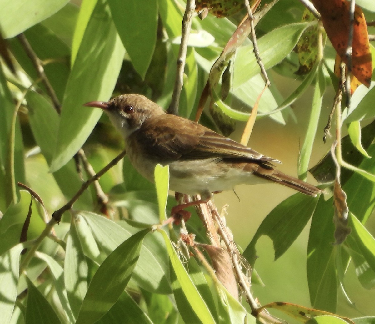 Brown-backed Honeyeater - ML623623832