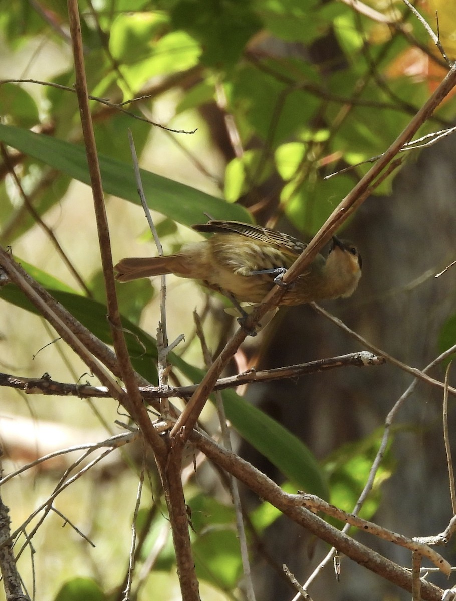 Macleay's Honeyeater - ML623623877