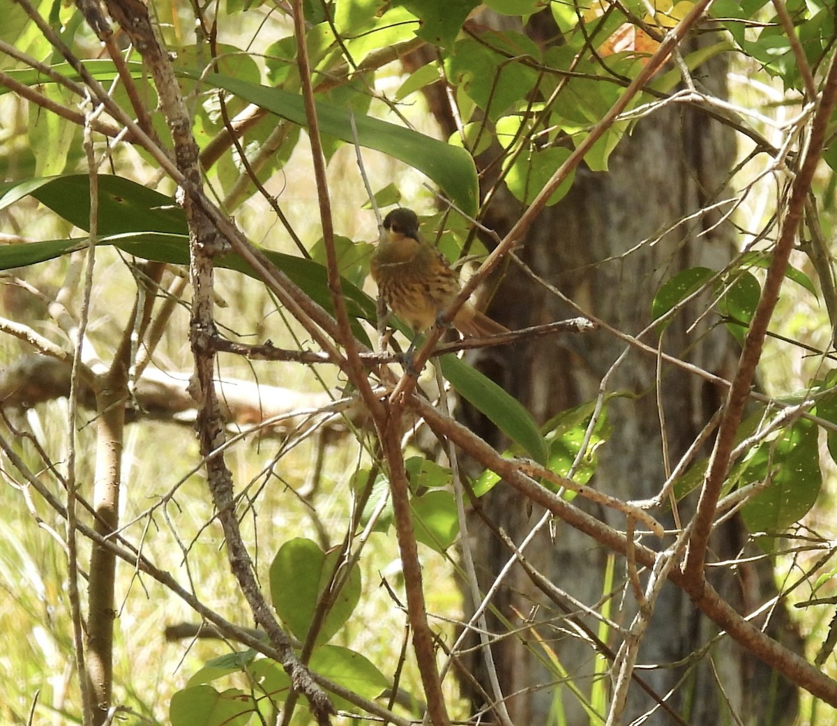 Macleay's Honeyeater - ML623623879