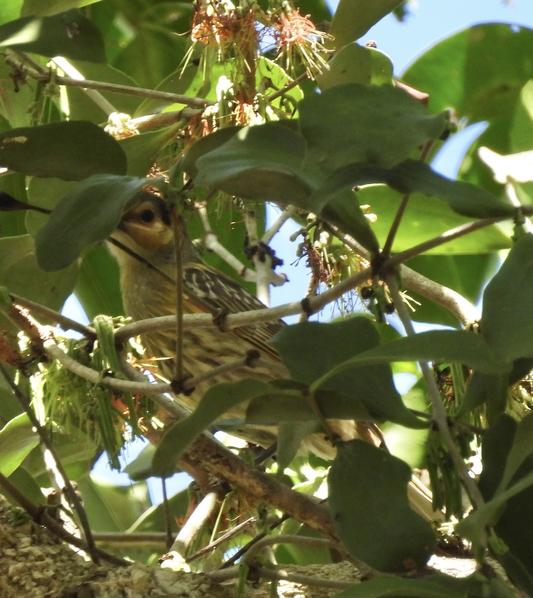 Macleay's Honeyeater - Maylene McLeod