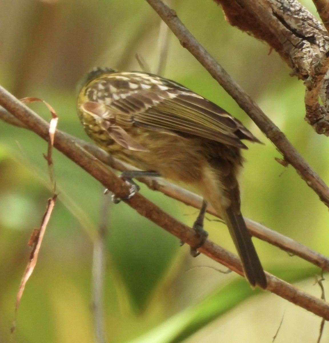 Macleay's Honeyeater - ML623623882