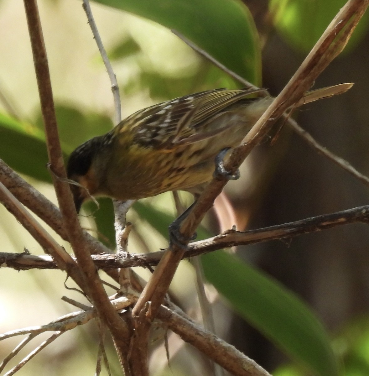 Macleay's Honeyeater - ML623623883