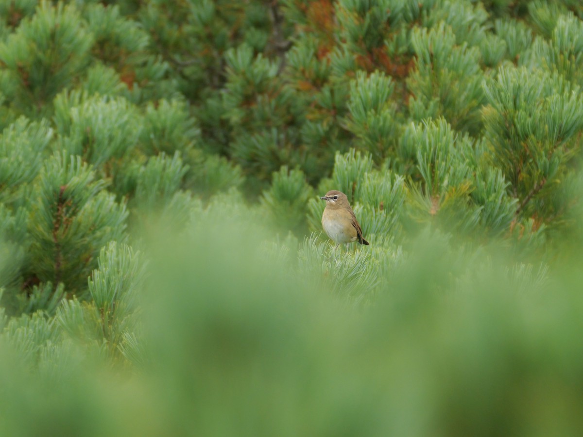 Siberian Rubythroat - ML623623962