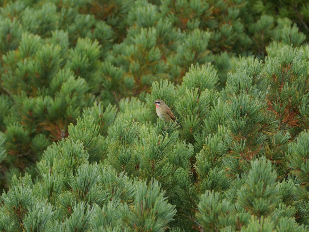 Siberian Rubythroat - ML623623963