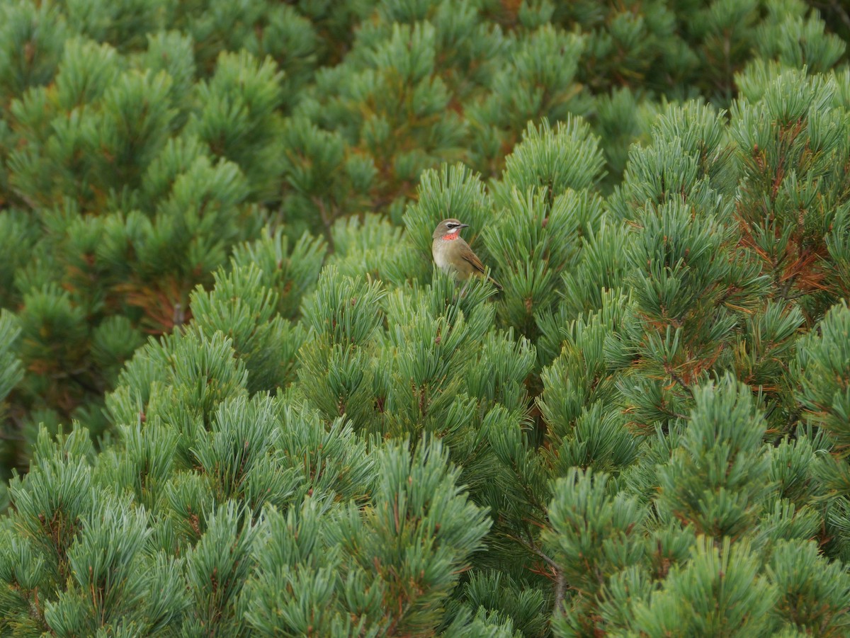 Siberian Rubythroat - ML623623965