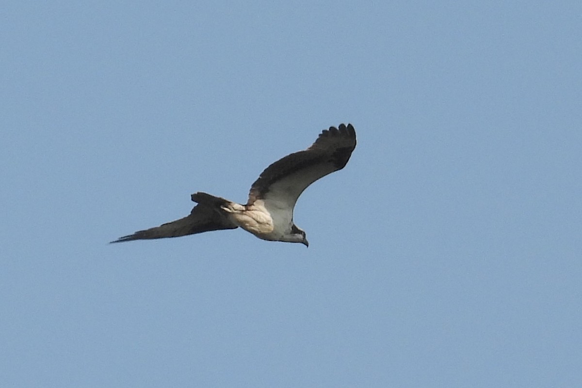 Balbuzard pêcheur - ML623624059