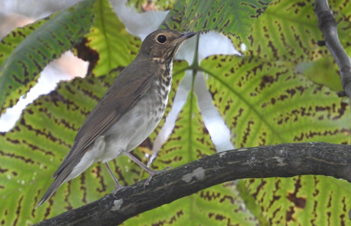 Swainson's Thrush - Matt Tobin