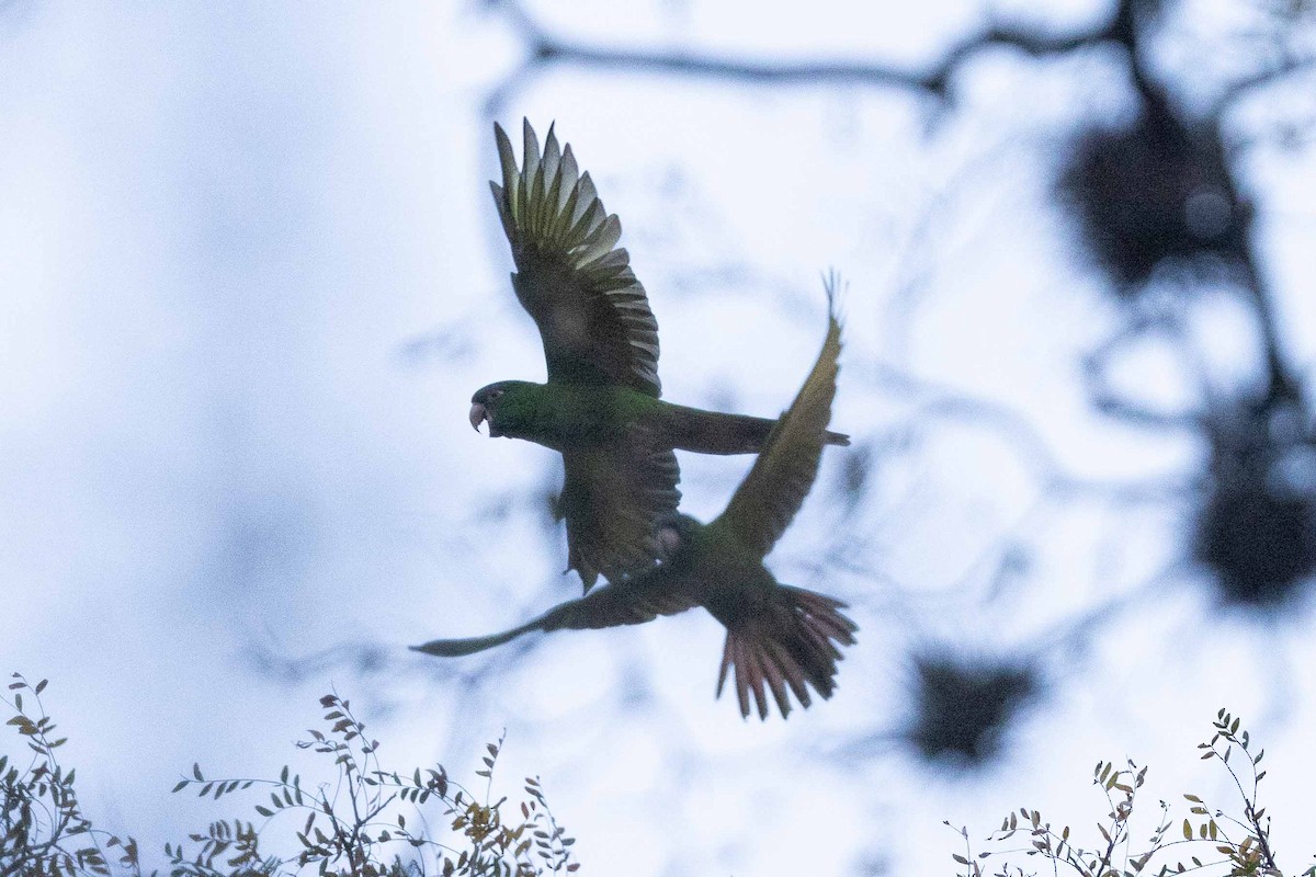 Blue-crowned Parakeet - ML623624141