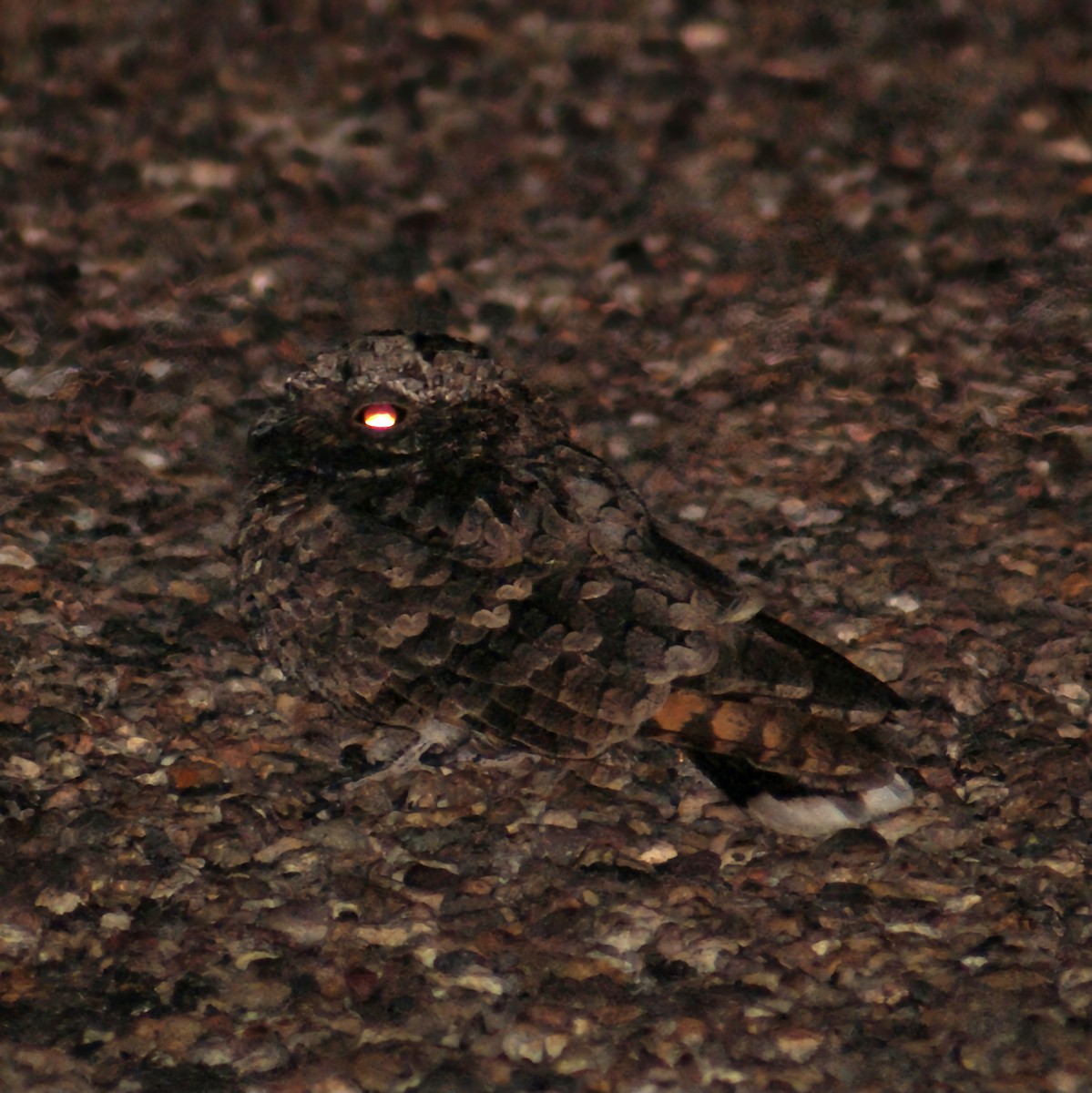 Common Poorwill - ML623624203