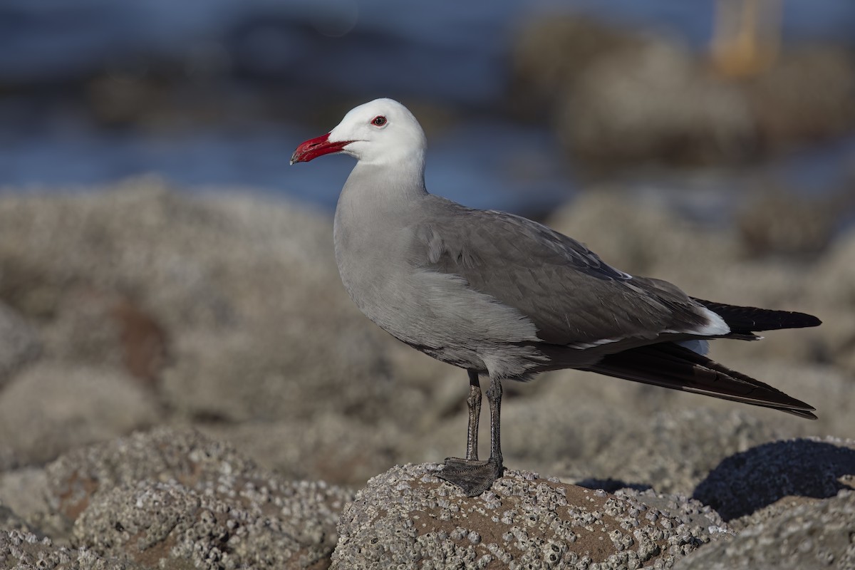 Gaviota Mexicana - ML623624258