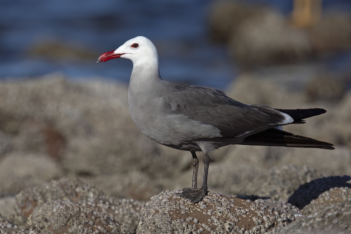 Gaviota Mexicana - ML623624259