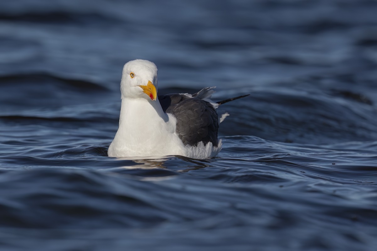 Yellow-footed Gull - ML623624262