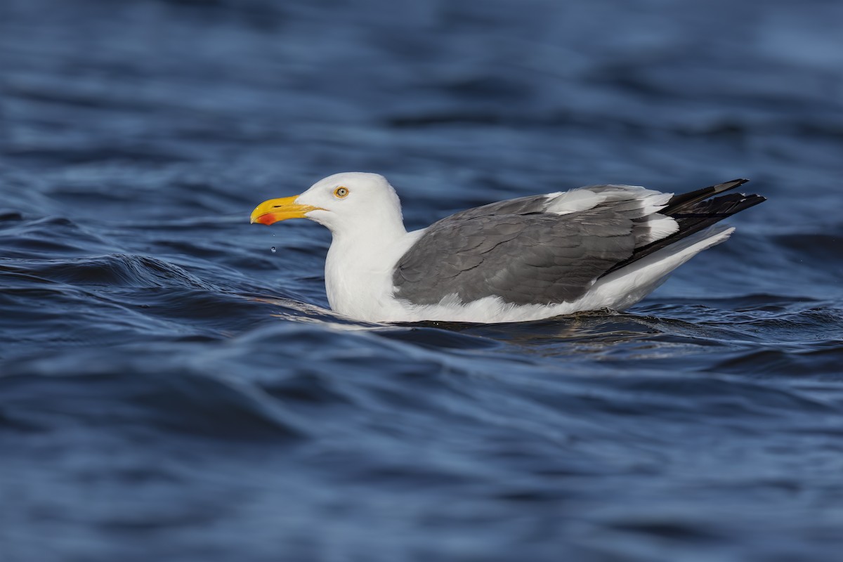 Yellow-footed Gull - ML623624263