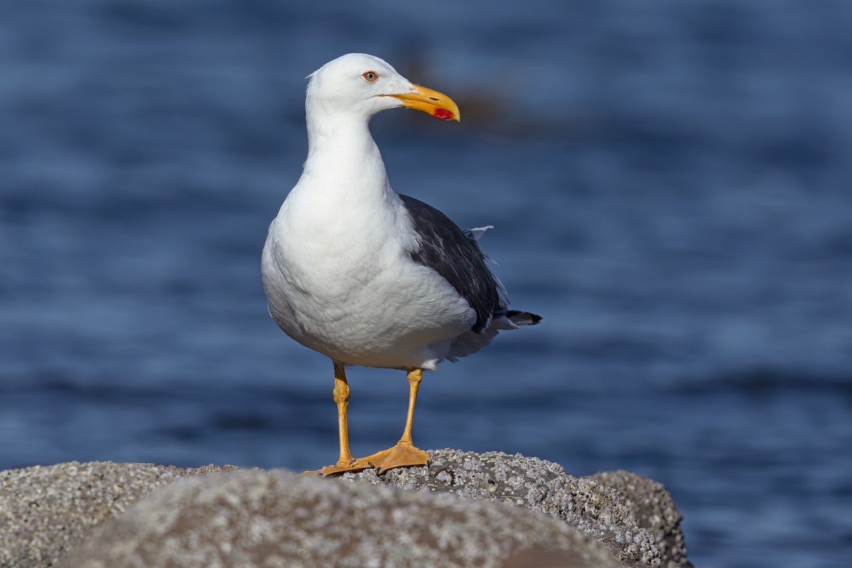 Yellow-footed Gull - ML623624264